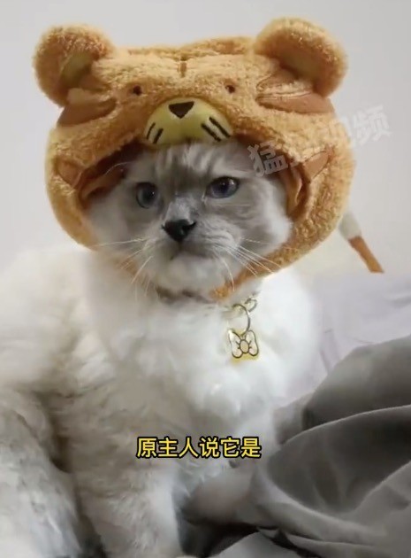 女子发现自己养的是公猫崩溃大哭 公主变少爷粉色用品咋办