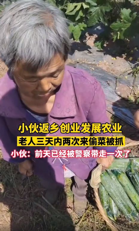 小伙返乡创业被老人多次偷菜 真的无法可治吗
