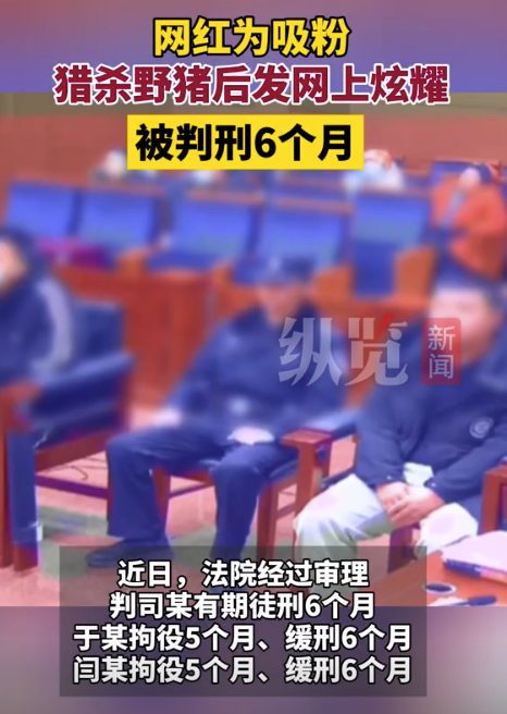 北京一网红为吸粉猎杀野猪炫耀 被判刑6个月