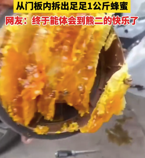 汽車(chē)停兩月門(mén)縫長(zhǎng)蜂窩 從門(mén)板內(nèi)拆出足足1公斤蜂蜜