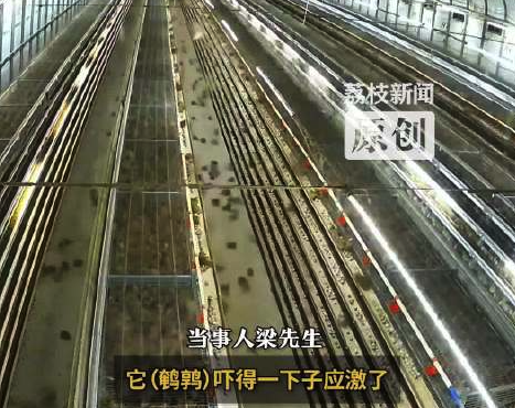下雨打雷几千只鹌鹑应激炸笼 养殖户称数千只受伤停产