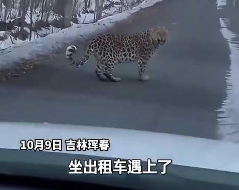 男子打出租走山路遇东北豹闲逛：脸对脸最近距离1米