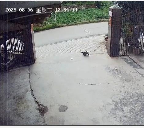 养了三十多年的鳄龟被过路司机抱走