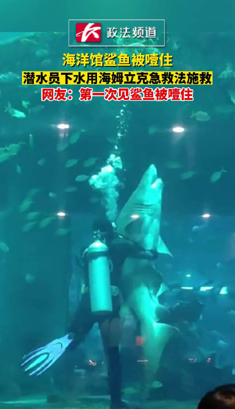 大连一海洋馆鲨鱼疑似噎住，潜水员用海姆立克急救法施救