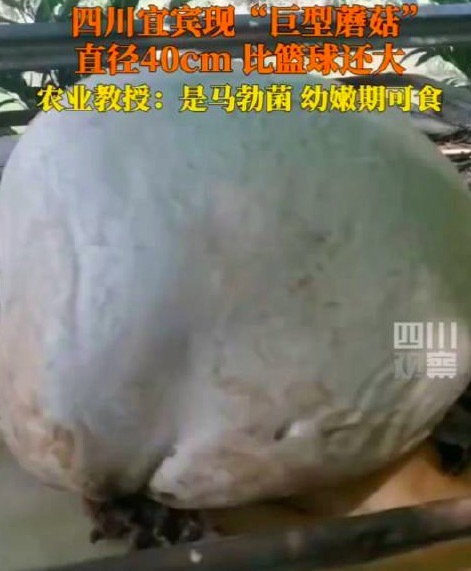四川宜賓現(xiàn)十斤巨型蘑菇 直徑約40厘米比籃球還大