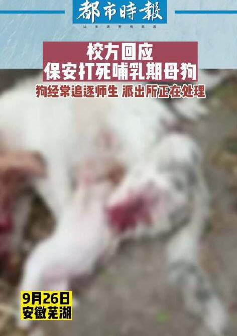 学校回应保安打死喂奶狗妈妈