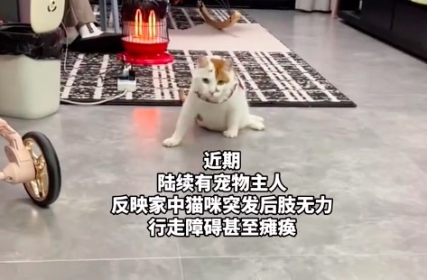 “千猫瘫痪”事件持续发酵 记者走访多地医院调查真相
