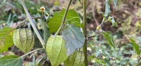 大部分人玩过但没吃过的野果，遇到不要错过