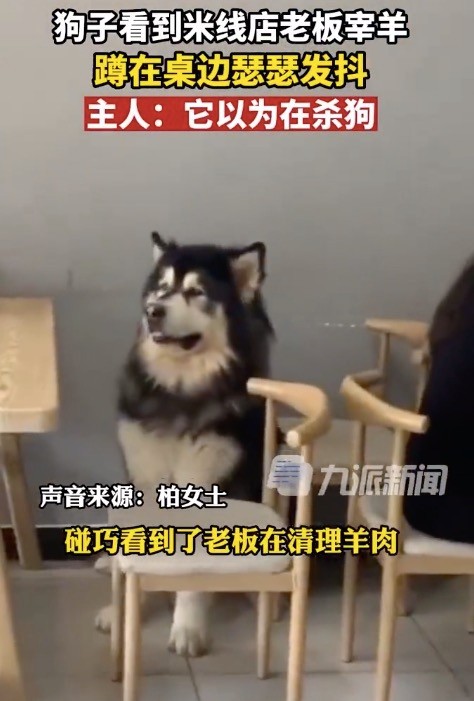 狗子看到店主宰羊瑟瑟发抖