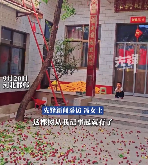 女子打枣看到小时候的自己 原来小时候的秋天是这样的