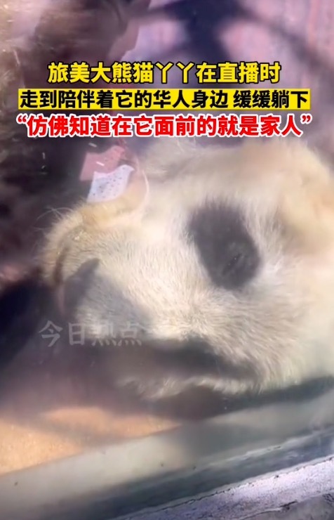 泪目！丫丫走到一直陪伴它的华人身边缓缓躺下 丫丫仿佛明白谁是它家人！