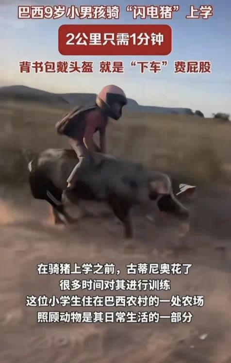 男孩騎豬上學(xué)2公里路程僅需1分鐘 豬的驚人速度