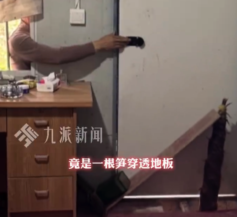 这是真笋到家了!男子回家被竹笋冲破地板堵门外 爬窗进去锯掉竹笋开了门