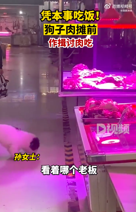 狗子肉摊前连续作揖讨肉吃