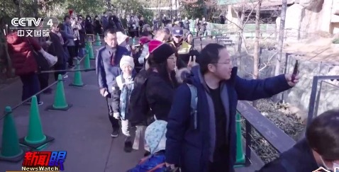 日游客说看不到大熊猫好像内心一下被掏空了