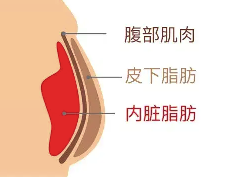 為什么下腹部脂肪往往最后才會(huì)消失,？