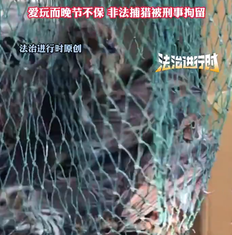 北京60岁大爷抓42只麻雀吃肉被刑拘