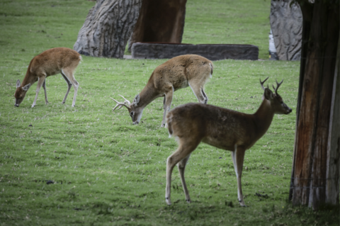 美国白尾鹿身上检出奥密克戎毒株 或成新毒株潜在来源