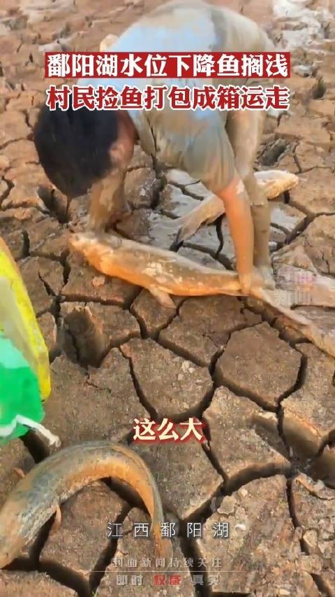 官方回应市民到鄱阳湖捡鱼
