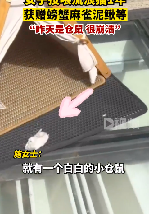 女子投喂流浪猫1年获赠仓鼠