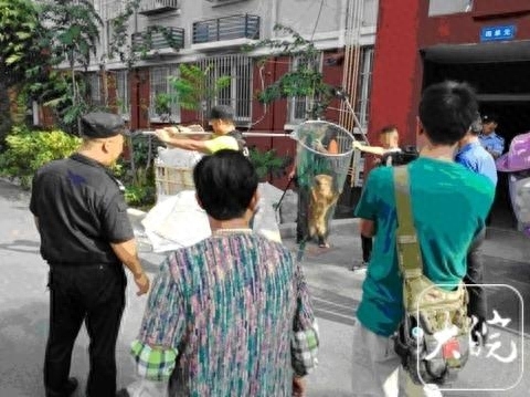 严厉打击不文明养犬行为！合肥：宠物狗出门不拴绳一律捕捉