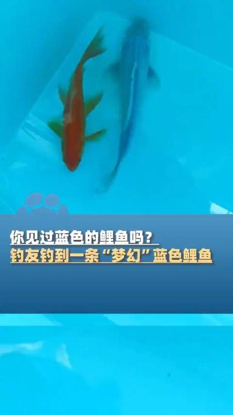 钓友钓到梦幻蓝色鲤鱼 罕见色彩引惊叹