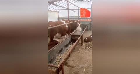 牛棚少了头牛主人调监控惊呆了 牛比导航还聪明