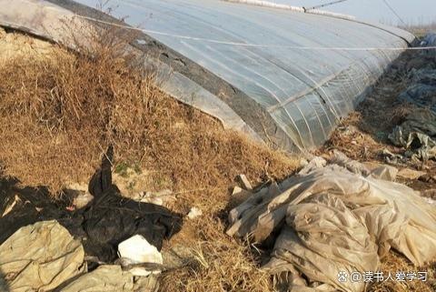 千亩耕地竟遭撂荒 荒废多年仍领补贴 虚假项目套取补贴