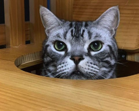 鹰角网络猫咪博士去世，“入职”后一直都是鹰角网络“最受欢迎干员”及李泽楷“保险帝