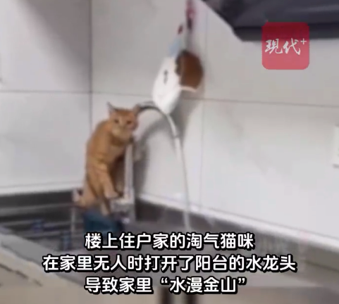 小猫独自在家开水龙头把楼下淹了 主人被起诉