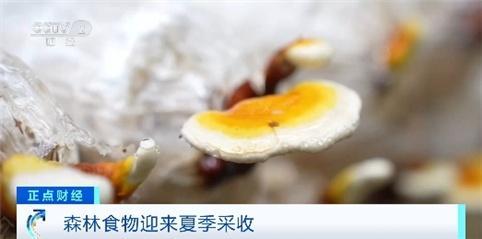 中國(guó)多地森林食物迎來(lái)夏季采收