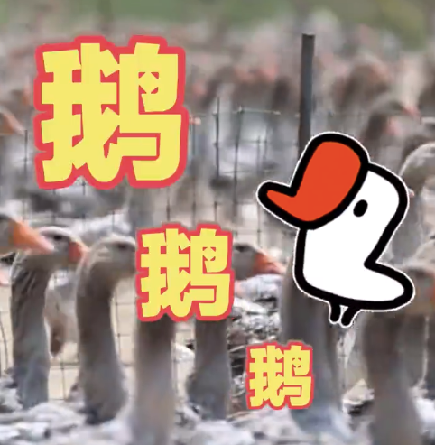 大除夜饭鹅肝解放！安徽霍邱年产5000吨鹅肝