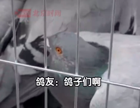 北京鸽友九三阅兵前给信鸽开行前会：好好完成任务