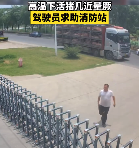 高温天活猪几近晕厥 驾驶员焦急求助消防站