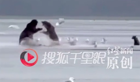 阿拉斯加熊妈妈弃鱼护崽 与大一倍的公熊对峙搏斗