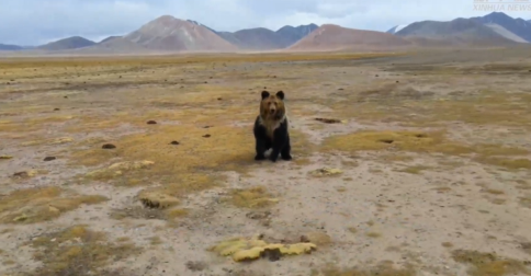 西藏棕熊 视频截图