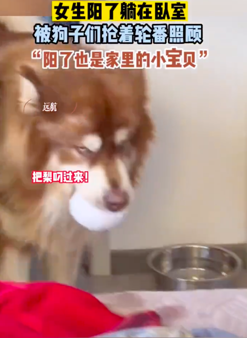 女子阳了被狗子们抢着轮番照顾