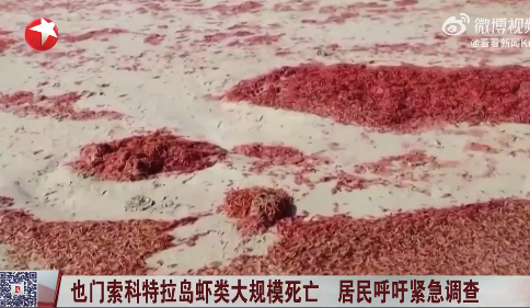 也门一岛数十吨死虾覆盖海岸线 居民呼吁紧急调查