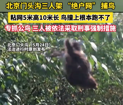 北京3人设绝户网捕鸟被警方控制 