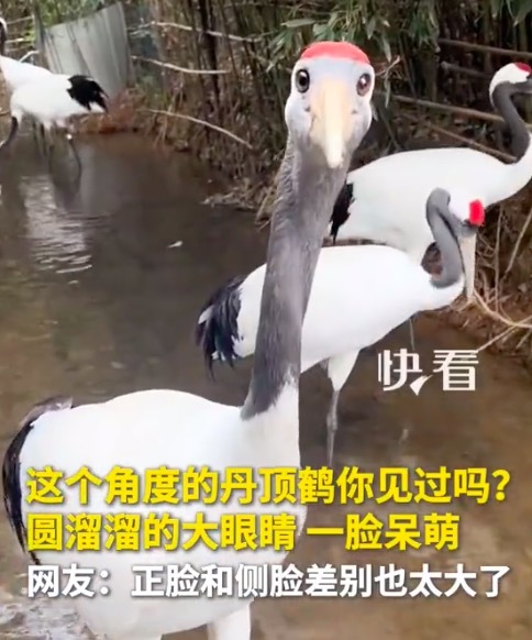 好呆萌！这个角度的丹顶鹤你见过吗？