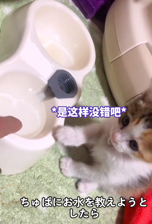 小猫有点聪明但不多