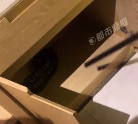 天塌了！男子住酒店打开柜子竟发现大蛇