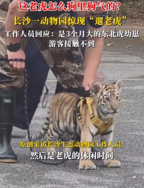 游客拍到饲养员牵着老虎遛弯 东北虎幼崽休闲散步