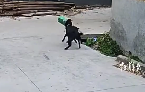 2只羊村民家觅食被桶卡住嘶吼求救 