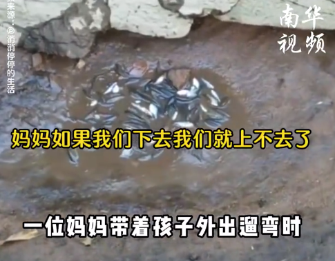 妈妈救搁浅鱼群给孩子上了生动一课 网友：这一刻幸福具象化了