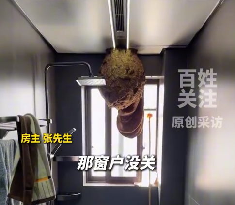 家中卫生间现直径一米巨型马蜂窝 男子回应