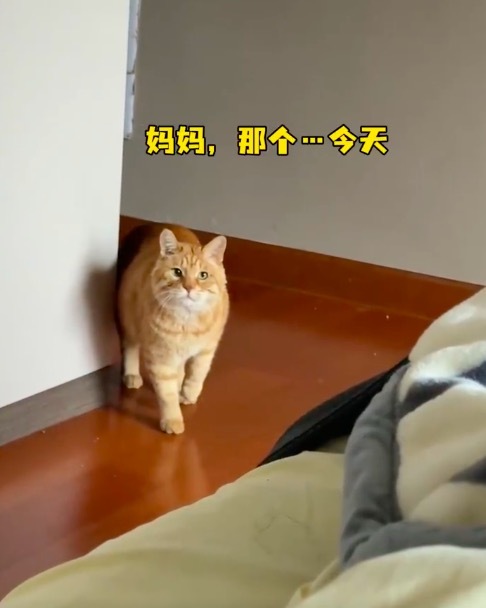 小猫反复确认能不能出去玩