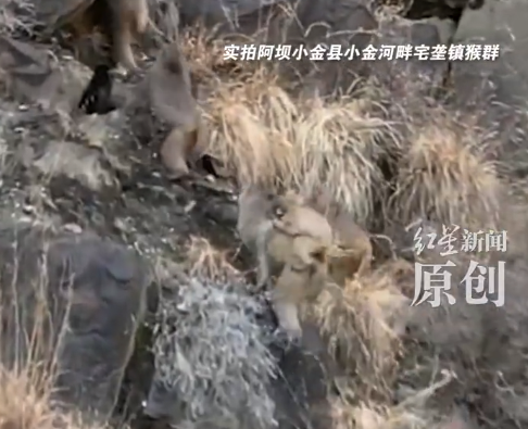 猴群下山搶糧丟石頭扮鬼臉還欺負狗 部分村民因猴群侵擾放棄種植