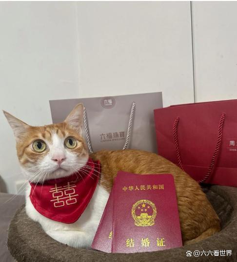 女孩回应打包婚宴剩菜喂养流浪猫 勇气与善意的传递