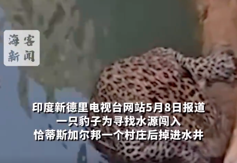 印度豹子闯进村掉进水井 扒水管6小时后获救 